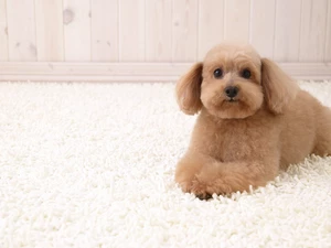 poodle, carpet, beige