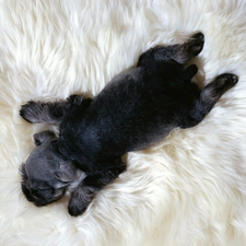 carpet, hairy, sleepy, doggie