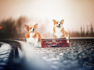 case, ##, Dogs, Welsh corgi pembroke, Two cars