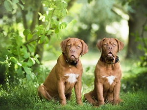 forest, green, Dogs, Dog de Bordeaux, Two cars