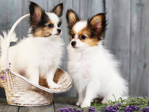 basket, lavender, Dogs, Long-haired Chihuahua, Two cars