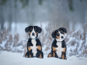 Two cars, Entlebucher, winter, Dogs
