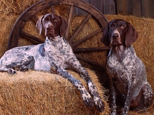 Two cars, German, shorthair, Pointers