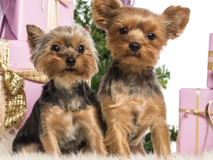 Two cars, gifts, christmas, Yorki