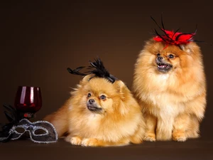 Two cars, glass, Mask, Spitz