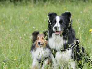 Border Collie, grass, Dogs, shetland Sheepdog, Two cars