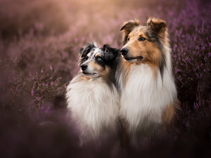 Collie rough, heathers, Dogs, shetland Sheepdog, Two cars