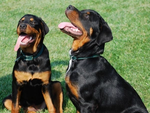 Two cars, Languages, grass, Rottweilers