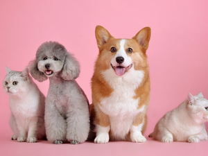 Welsh corgi pembroke, poodle, cats, Dogs, Two cars