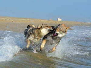 Two cars, play, water, Dogs