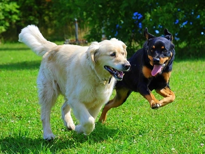 Two cars, play, grass, puppies