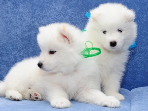 Two cars, puppies, Samojedy, Dogs