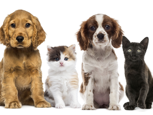 Two cars, Two cars, puss, puppies