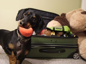 dachshund, case, mascot, the ball