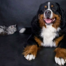 cat, pastoral, Bernese, dog