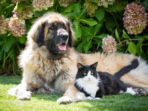 dog, Flowers, hydrangea, cat