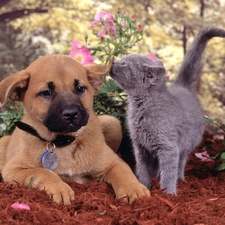 cat, puppie