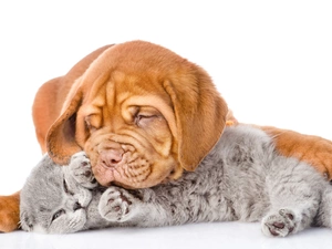White, background, Puppy, cat, Dog de Bordeaux