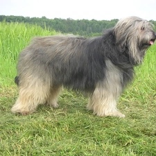 grass, Catalan Sheepdog