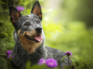 Flowers, Plants, Australian cattle dog, muzzle, dog