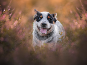 Australian cattle dog, dog, Puppy