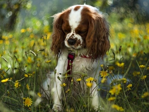 dog, Yellow, Flowers, Cavalier King Charles spaniel