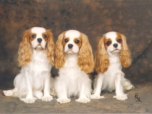 Three, Cavalier King Charles spaniel