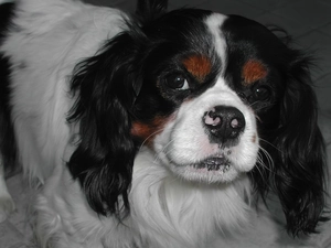 Cavalier, doggy, muzzle