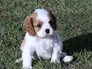 Cavalier King Charles spaniel, small