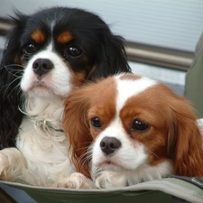 Cavalier King Charles spaniel, sweet