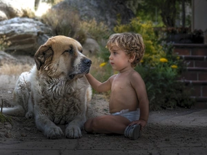 estate, Central Asian Shepherd, Kid