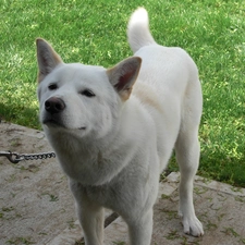 chain, Jindo