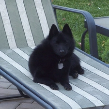 hammock chair, Schipperke