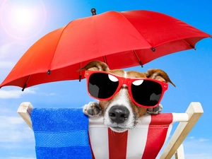 Umbrella, Glasses, Holiday Jack russell terrier, hammock chair