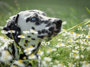 chamomile, dog, Dalmatian