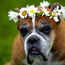 chamomile, Flowers, boxer, wreath