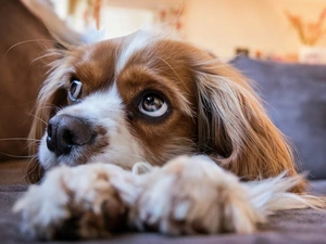 dog, Cavalier King Charles spaniel, rapprochement, Puppy