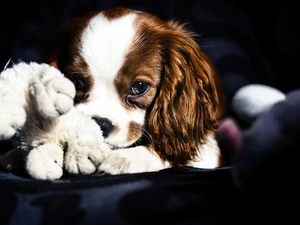 King Charles Spaniel, doggy, Puppy