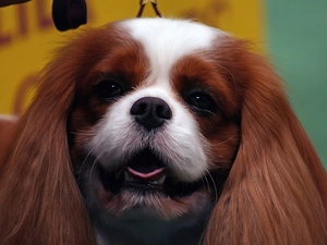 King Charles Spaniel, doggy, Tounge