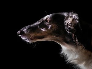 Borzoi, dog, Russian Chart