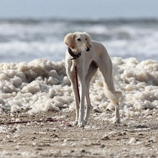 Saluki, Chart Persian