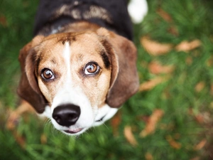 dog, muzzle, rapprochement, Chase