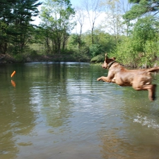 Chesapeake Bay retriever, apport