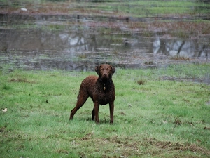 Chesapeake Bay retriever, wet