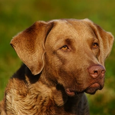 Chesapeake Bay retrievera, mouth