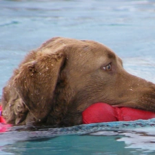 Chesapeake Bay retriever, water, apport