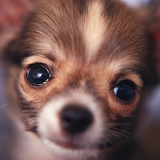 Chihuahua, Eyes, dog, mouth