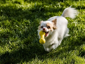 dog, grass, toy, Chihuahua