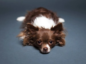 Chihuahua, lying, doggy