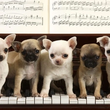 Chihuahua, puppies, focused, five